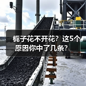栀子花不开花？这5个原因你中了几条？（图1）