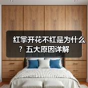 红掌开花不红是为什么?五大原因详解(图1) 红掌开花不红是为什么?五大原因详解(图1)