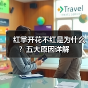 红掌开花不红是为什么?五大原因详解(图3) 红掌开花不红是为什么?五大原因详解(图3)