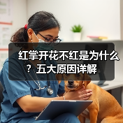 红掌开花不红是为什么?五大原因详解(图4) 红掌开花不红是为什么?五大原因详解(图4)