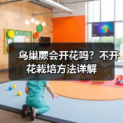 鸟巢蕨会开花吗?不开花栽培方法详解(图1) 鸟巢蕨会开花吗?不开花栽培方法详解(图1)