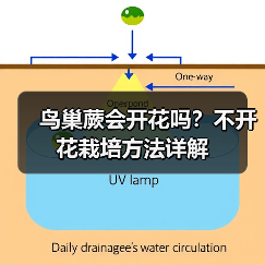 鸟巢蕨会开花吗?不开花栽培方法详解(图4) 鸟巢蕨会开花吗?不开花栽培方法详解(图4)