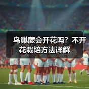 鸟巢蕨会开花吗?不开花栽培方法详解(图3) 鸟巢蕨会开花吗?不开花栽培方法详解(图3)