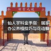 仙人掌科金手指:居家办公养植技巧与花语解析(图1) 仙人掌科金手指:居家办公养植技巧与花语解析(图1)