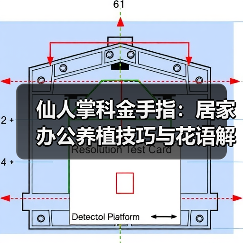 仙人掌科金手指:居家办公养植技巧与花语解析(图4) 仙人掌科金手指:居家办公养植技巧与花语解析(图4)