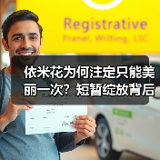 依米花为何注定只能美丽一次?短暂绽放背后的震撼哲理(图1) 依米花为何注定只能美丽一次?短暂绽放背后的震撼哲理(图1)