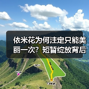 依米花为何注定只能美丽一次?短暂绽放背后的震撼哲理(图4) 依米花为何注定只能美丽一次?短暂绽放背后的震撼哲理(图4)