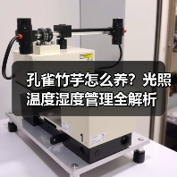 孔雀竹芋怎么养?光照温度湿度管理全解析(图3) 孔雀竹芋怎么养?光照温度湿度管理全解析(图3)