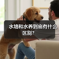 水培和水养到底有什么区别?(图2) 水培和水养到底有什么区别?(图2)