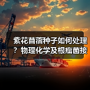 紫花苜蓿种子如何处理?物理化学及根瘤菌接种方法全解析(图2) 紫花苜蓿种子如何处理?物理化学及根瘤菌接种方法全解析(图2)