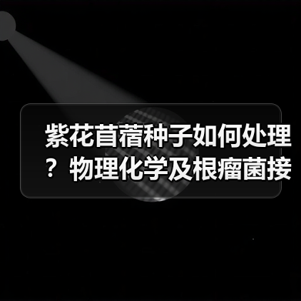紫花苜蓿种子如何处理?物理化学及根瘤菌接种方法全解析(图3) 紫花苜蓿种子如何处理?物理化学及根瘤菌接种方法全解析(图3)