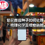 紫花苜蓿种子如何处理?物理化学及根瘤菌接种方法全解析(图4) 紫花苜蓿种子如何处理?物理化学及根瘤菌接种方法全解析(图4)