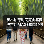 花木抽芽时间竟由基因决定?MAX3基因如何掌控生长(图2) 花木抽芽时间竟由基因决定?MAX3基因如何掌控生长(图2)