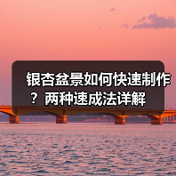 银杏盆景如何快速制作?两种速成法详解(图1) 银杏盆景如何快速制作?两种速成法详解(图1)