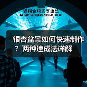 银杏盆景如何快速制作?两种速成法详解(图2) 银杏盆景如何快速制作?两种速成法详解(图2)
