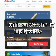 天山雪莲长什么样?高清图片大揭秘(图2) 天山雪莲长什么样?高清图片大揭秘(图2)