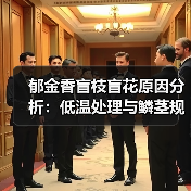 郁金香盲枝盲花原因分析:低温处理与鳞茎规格的影响(图1) 郁金香盲枝盲花原因分析:低温处理与鳞茎规格的影响(图1)