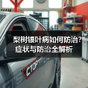 梨树银叶病如何防治?症状与防治全解析(图2) 梨树银叶病如何防治?症状与防治全解析(图2)