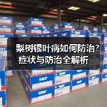 梨树银叶病如何防治?症状与防治全解析(图3) 梨树银叶病如何防治?症状与防治全解析(图3)