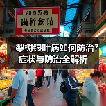 梨树银叶病如何防治?症状与防治全解析(图4) 梨树银叶病如何防治?症状与防治全解析(图4)