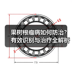 果树根瘤病如何防治？有效识别与治疗全解析（图3）