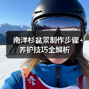南洋杉盆景制作步骤+养护技巧全解析(图3) 南洋杉盆景制作步骤+养护技巧全解析(图3)