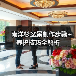 南洋杉盆景制作步骤+养护技巧全解析(图4) 南洋杉盆景制作步骤+养护技巧全解析(图4)