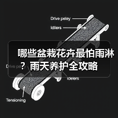 哪些盆栽花卉最怕雨淋?雨天养护全攻略(图1) 哪些盆栽花卉最怕雨淋?雨天养护全攻略(图1)