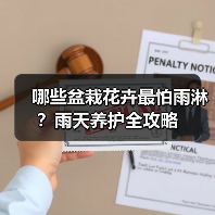 哪些盆栽花卉最怕雨淋?雨天养护全攻略(图3) 哪些盆栽花卉最怕雨淋?雨天养护全攻略(图3)