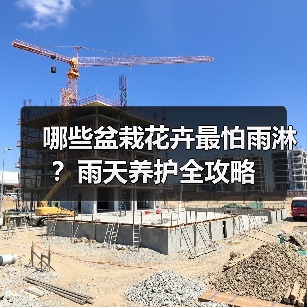 哪些盆栽花卉最怕雨淋?雨天养护全攻略(图4) 哪些盆栽花卉最怕雨淋?雨天养护全攻略(图4)