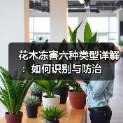 花木冻害六种类型详解:如何识别与防治(图2) 花木冻害六种类型详解:如何识别与防治(图2)