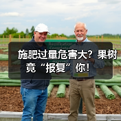 施肥过量危害大？果树竟“报复”你！（图3）