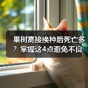 果树高接换种后死亡多?掌握这4点避免不良现象(图3) 果树高接换种后死亡多?掌握这4点避免不良现象(图3)