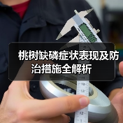 桃树缺磷症状表现及防治措施全解析(图2) 桃树缺磷症状表现及防治措施全解析(图2)