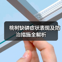 桃树缺磷症状表现及防治措施全解析(图4) 桃树缺磷症状表现及防治措施全解析(图4)