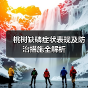 桃树缺磷症状表现及防治措施全解析(图3) 桃树缺磷症状表现及防治措施全解析(图3)