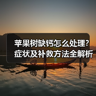 苹果树缺钙怎么处理?症状及补救方法全解析(图2) 苹果树缺钙怎么处理?症状及补救方法全解析(图2)