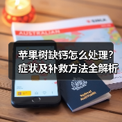 苹果树缺钙怎么处理？症状及补救方法全解析