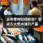 衰老果树如何修剪?掌握五大要点提升产量(图3) 衰老果树如何修剪?掌握五大要点提升产量(图3)