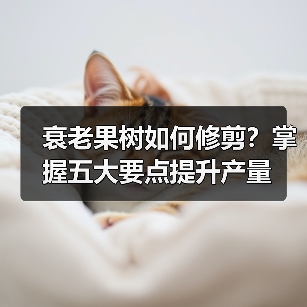 衰老果树如何修剪?掌握五大要点提升产量(图4) 衰老果树如何修剪?掌握五大要点提升产量(图4)