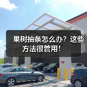 果树抽条怎么办？这些方法很管用！（图3）