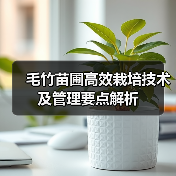 毛竹苗圃高效栽培技术及管理要点解析（图4）