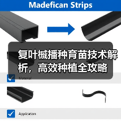 复叶槭播种育苗技术解析，高效种植全攻略（图2）