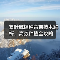复叶槭播种育苗技术解析，高效种植全攻略