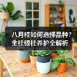 八月桂如何选择品种？金桂银桂养护全解析（图2）