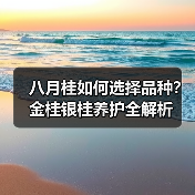 八月桂如何选择品种？金桂银桂养护全解析（图3）