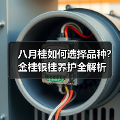 八月桂如何选择品种？金桂银桂养护全解析（图4）