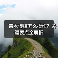 苗木假植怎么操作?关键要点全解析(图4) 苗木假植怎么操作?关键要点全解析(图4)