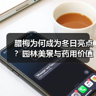 腊梅为何成为冬日亮点？园林美景与药用价值全解析（图2）