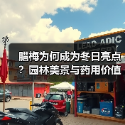 腊梅为何成为冬日亮点？园林美景与药用价值全解析（图3）
